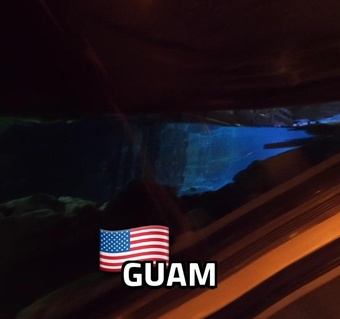 괌 돌고래 관찰 성공률 높이는 시간대와 예약 꿀팁