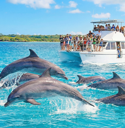 괌 돌핀크루즈 에메랄드밸리 돌고래 투어 스노쿨링 낚시 참치회 괌 해외여행 패키지