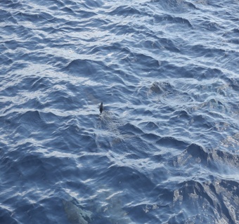 괌돌고래투어 돌핀크루즈 패러세일링 괌플레이 해양 액티비티